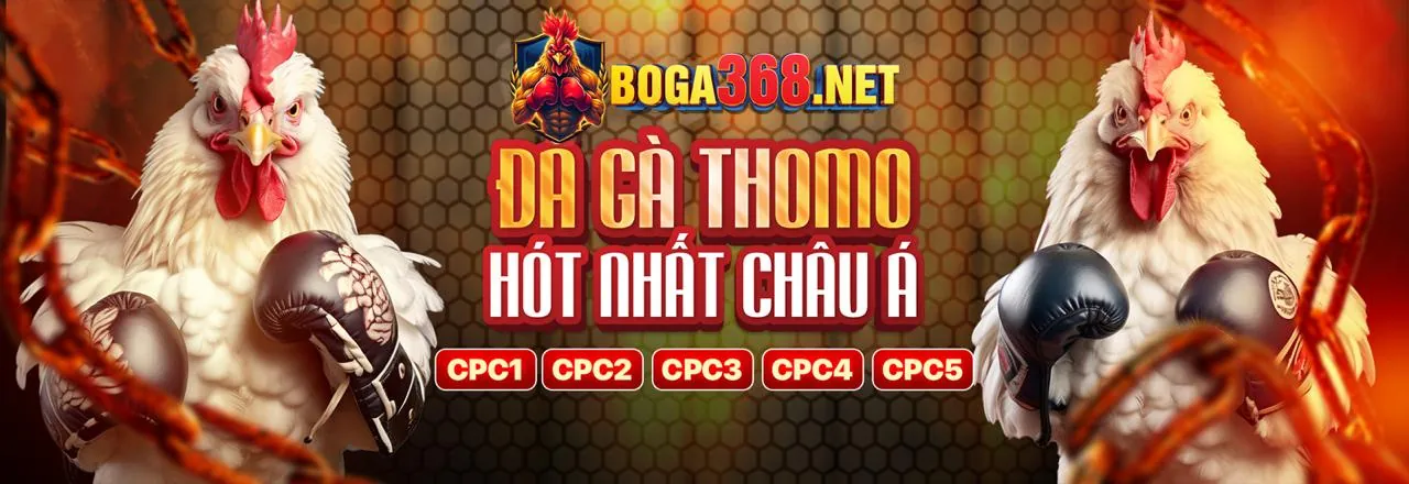 Sân đấu gà trực tuyến 8KBET sôi động